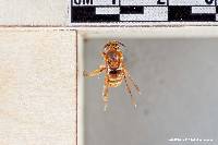 Andrena prunorum image