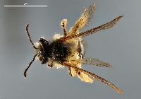 Andrena hypoleuca image