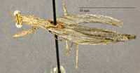Image of Litaneutria ocularis