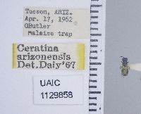 Ceratina arizonensis image
