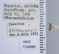 Ceratina arizonensis image