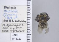 Diadasia australis image