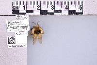 Bombus melanopygus image