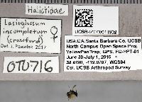 Lasioglossum incompletum image