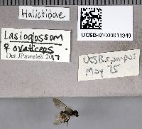 Image of Lasioglossum ovaliceps