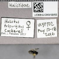 Halictus tripartitus image