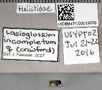 Lasioglossum incompletum image