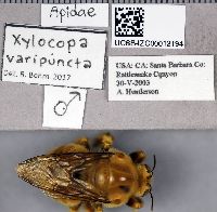 Xylocopa sonorina image