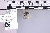 Anthophora flavocincta image