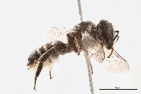 Megachile montivaga image