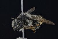Megachile montivaga image